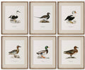 Set of six duck prints