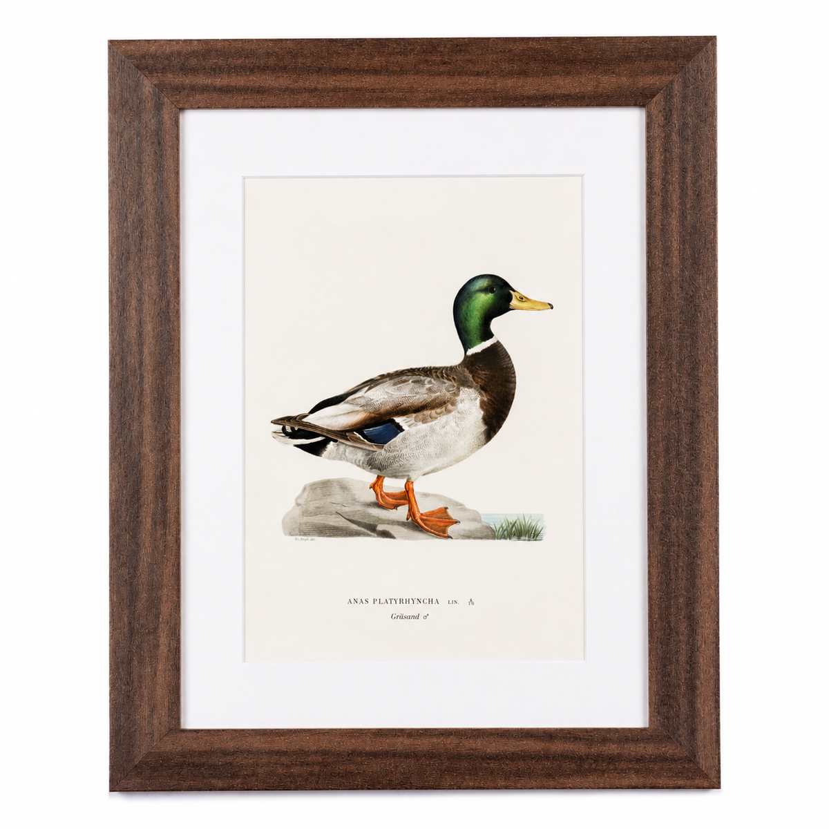 Set of six duck prints