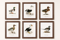 Set of six duck prints