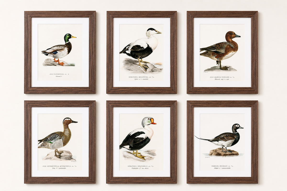 Set of six duck prints
