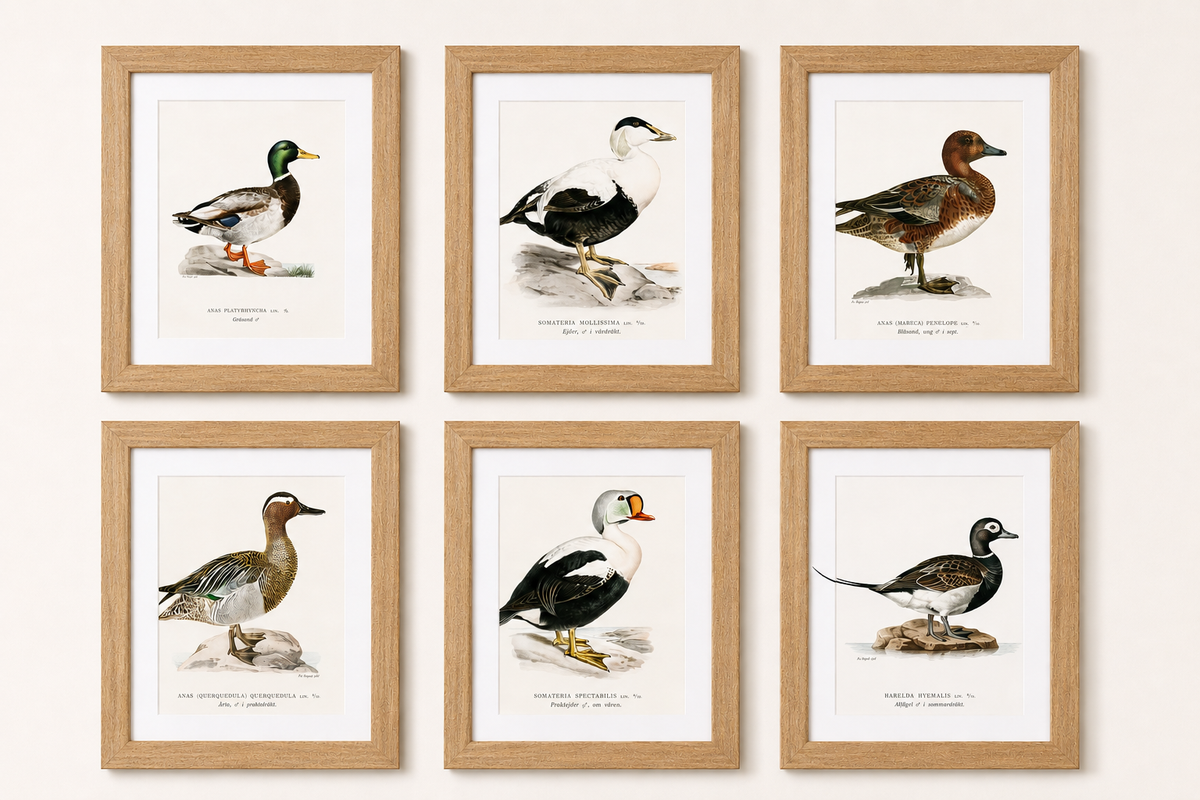 Set of six duck prints